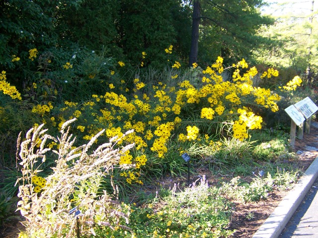 Picture of Helianthus%20angustifolius%20'Gold%20Lace'%20Gold%20Lace%20Swamp%20Flower