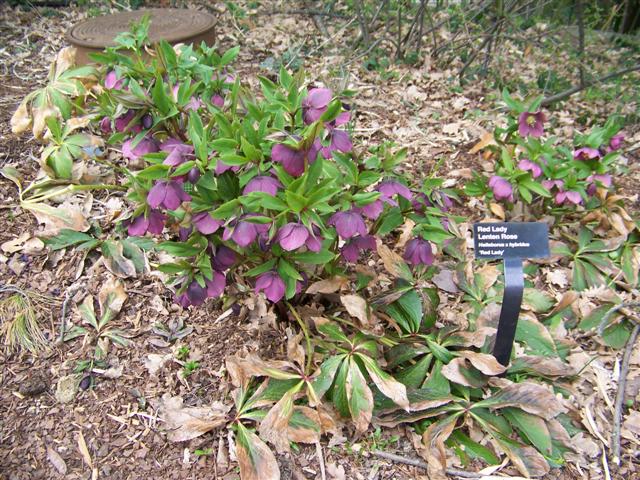 Picture of Helleborus%20x%20hybridus%20'Red%20Lady'%20Red%20Lady%20Lenten%20Rose