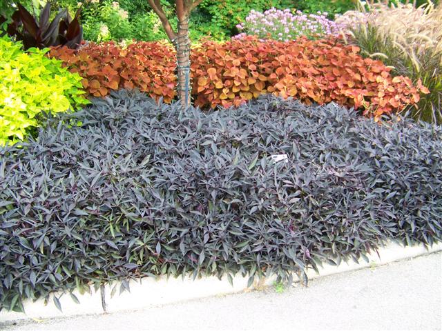 Picture of Ipomoea  IllusionÂ® Midnight Lace IllusionÂ® Midnight Lace Sweet Potato Vine