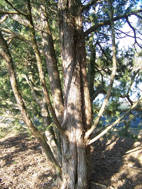 Juniperus chinensis JuniperuschinensisKeteleeriBark.JPG