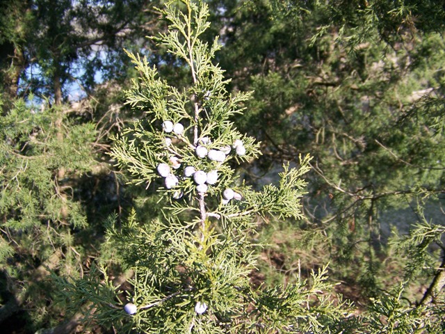 Juniperus chinensis JuniperuschinensisKeteleerifoliage.JPG