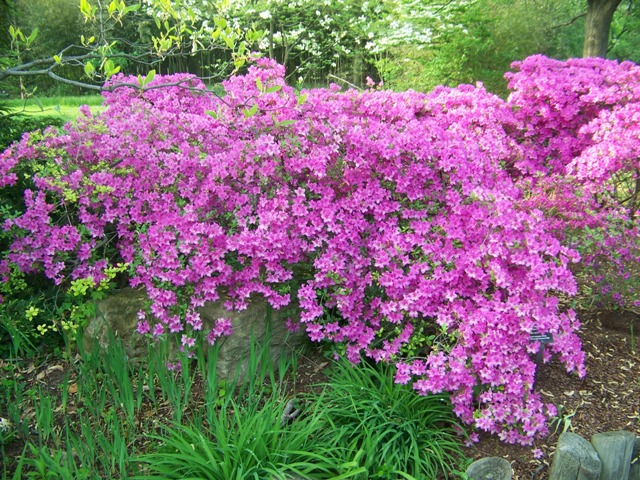 Picture of Rhododendron%20Gable%20Hybrids%20'Karen'%20Gable%20Hybrid%20Azaleas