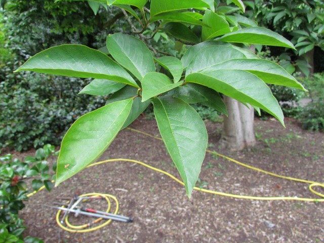 Magnolia salicifolia KewMagnoliaSalicifoliaLeaf.JPG
