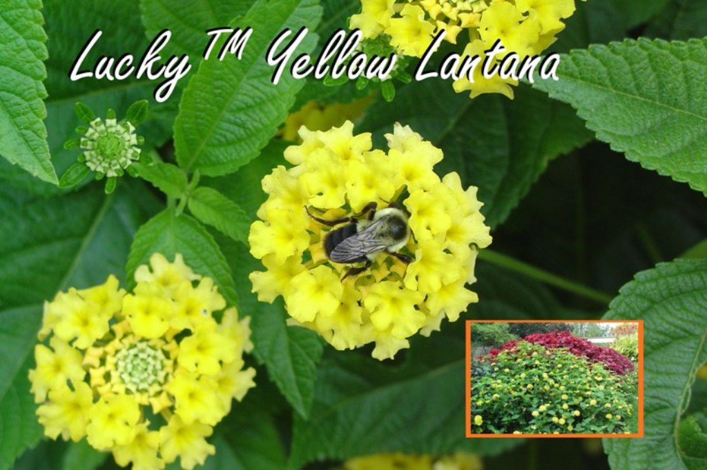 Picture of Lantana  camara 'Lucky Yellow' Lucky Yellow Lantana