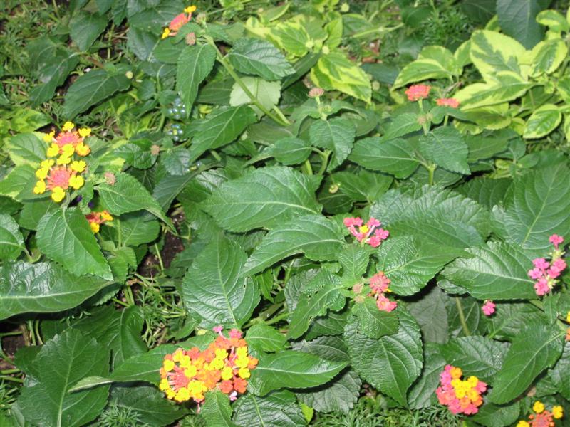 Lantana camara Lantana_camara_flowers_and_leaves.JPG