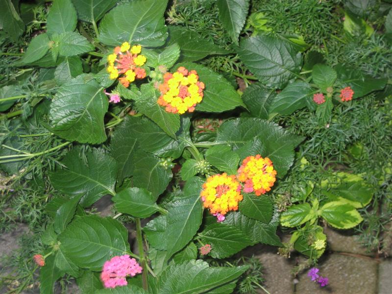 Lantana camara Lantana_camara_flowers_and_leaves_distance.JPG