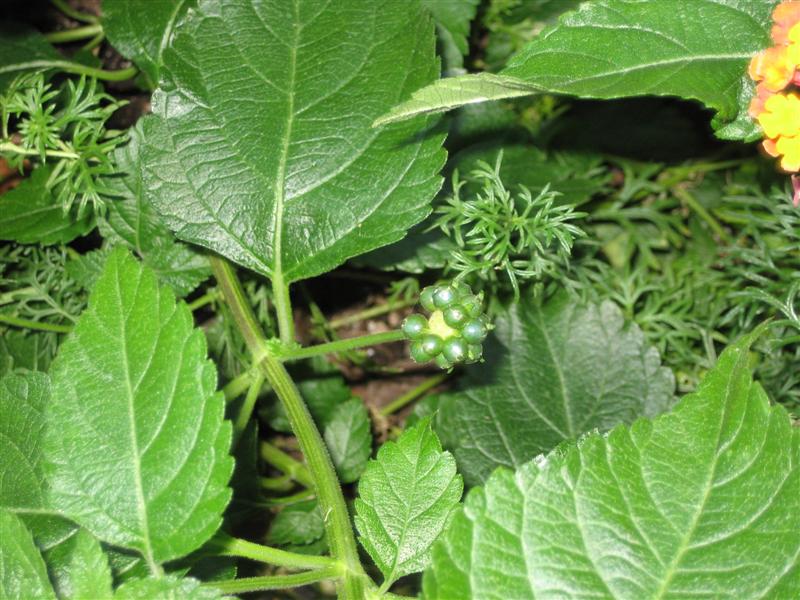 Lantana camara Lantana_camara_fruit.JPG