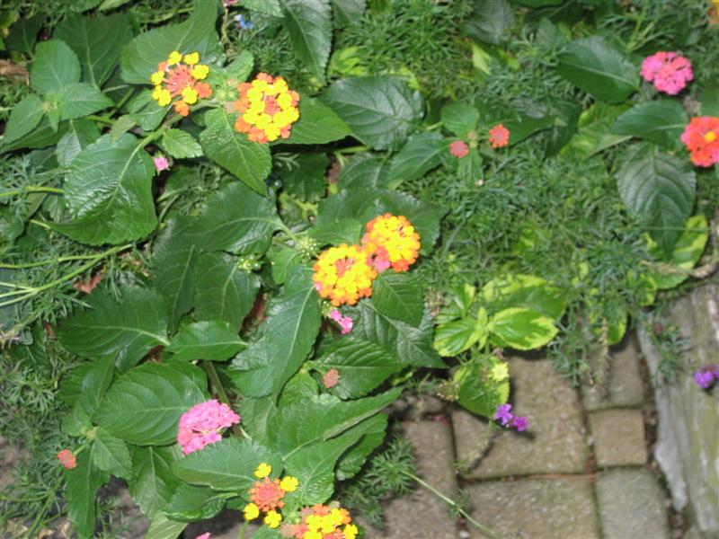 Lantana camara Lantana_camara_plant.JPG