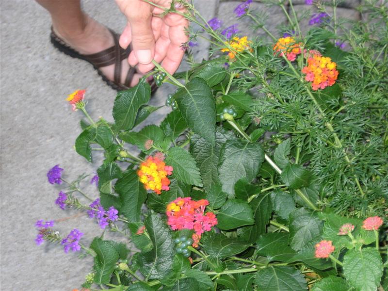 Lantana camara Lantana_camara_top.JPG