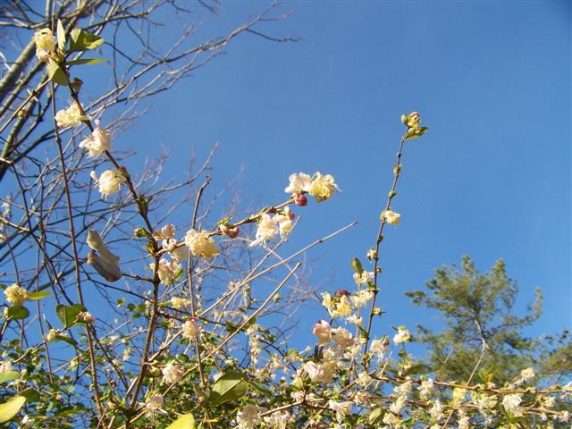 Lonicera fragrantissima Lonicera.fragrantissima.flowers(Small).JPG