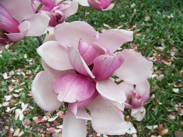 Picture of Magnolia%20liliiflora%20'Nigra'%20Purple%20Lily%20Magnolia