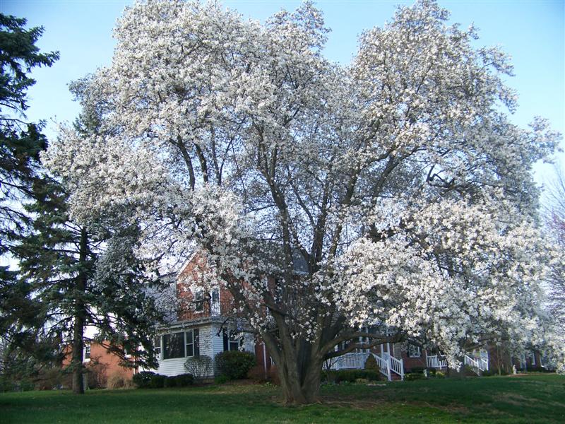 Picture of Magnolia x loebneri  Loebner Magnolia