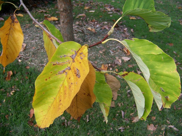 Picture of Magnolia%20acuminata%20%20Cucumbertree%20Magnolia