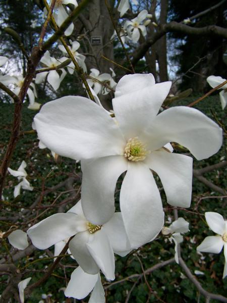 Picture of Magnolia salicifolia  Anise Magnolia