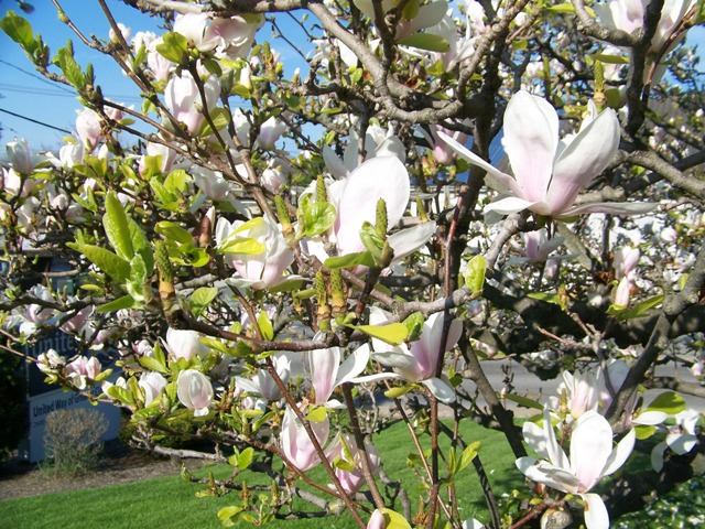 Magnolia x Magnolia1UW.JPG