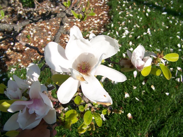 Magnolia x Magnolia2UW.JPG