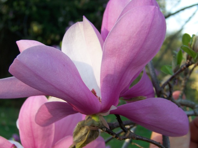 Picture of Magnolia%20x%20liliiflora%20'Susan'%20Susan%20Magnolia