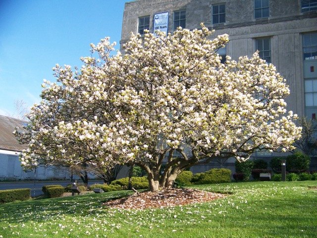 Magnolia x MagnoliaUW.JPG
