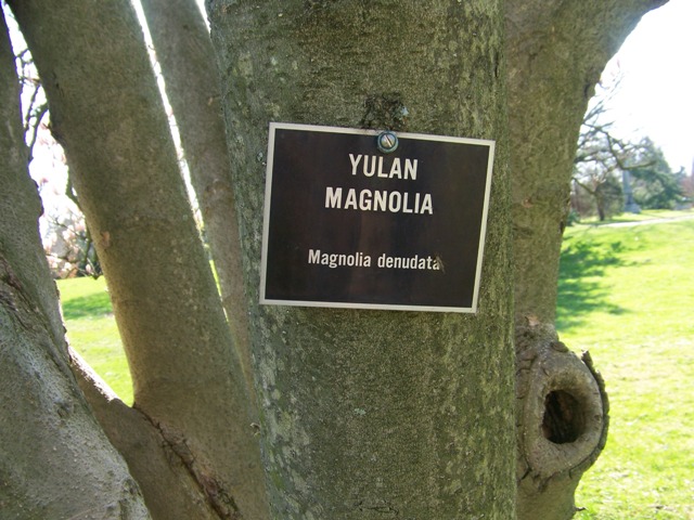 Picture of Magnolia denudata  Yulan Magnolia