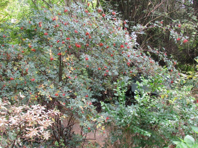 Rosa rubrifolia ManRosaRubrifolia.JPG