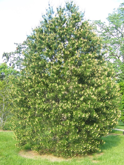 Pinus bungeana P.bungeana.JPG