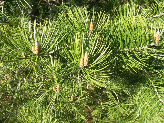 Pinus bungeana P.bungeanaSG1.JPG