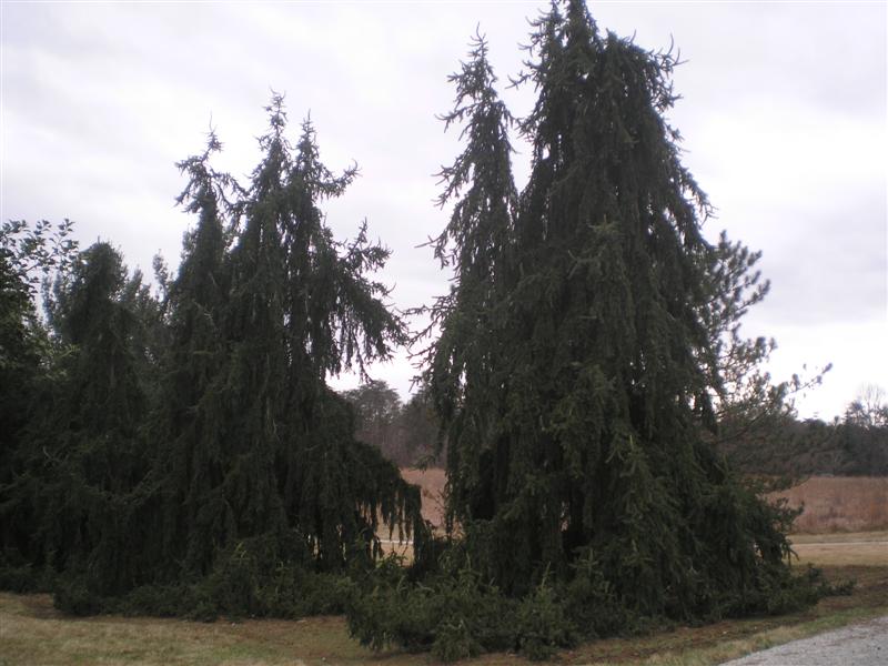 Picture of Picea%20abies%20'Pendula'%20Weeping%20Norway%20Spruce