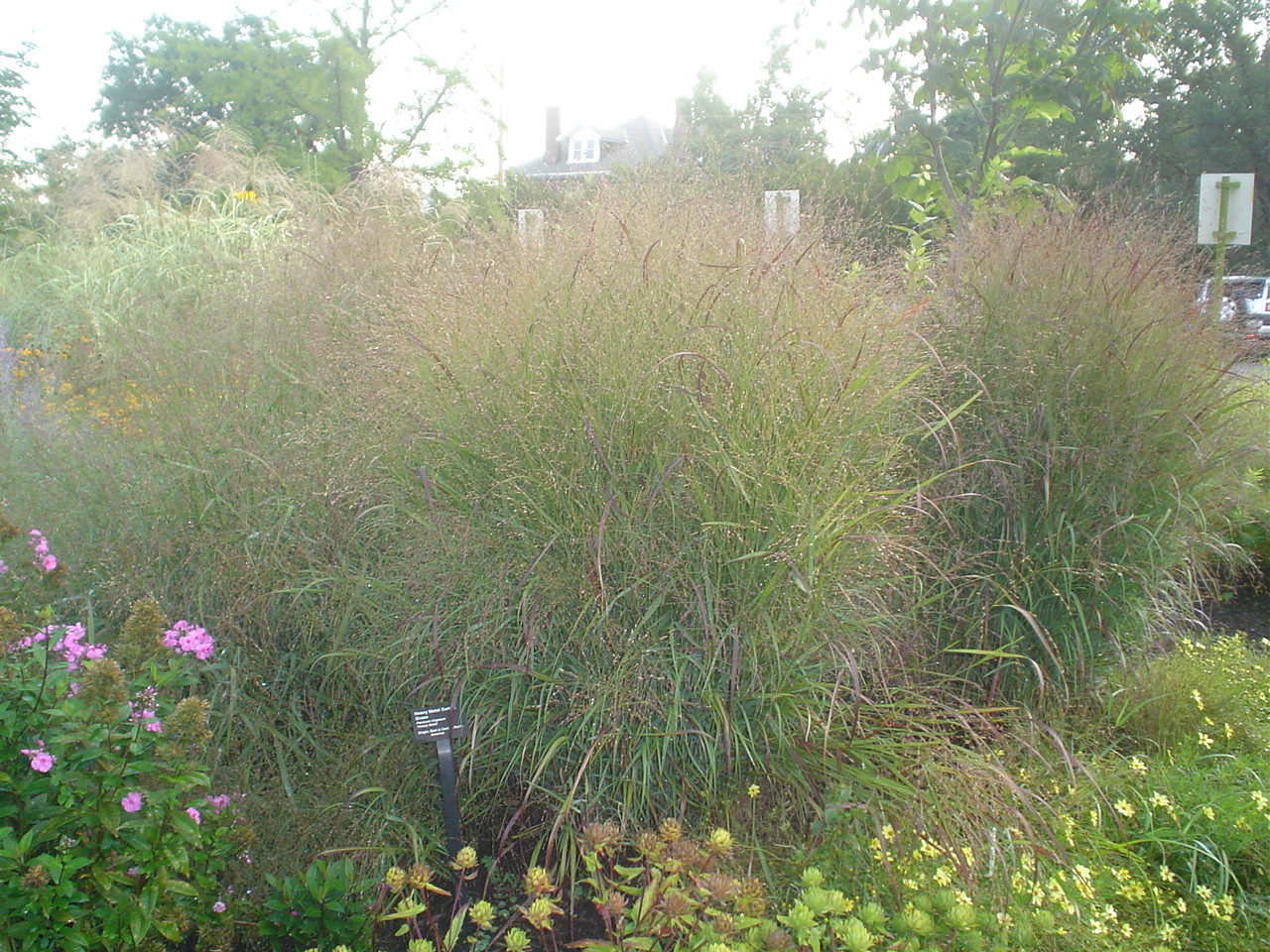Picture of Panicum virgatum 'Heavy Metal' Switch Grass