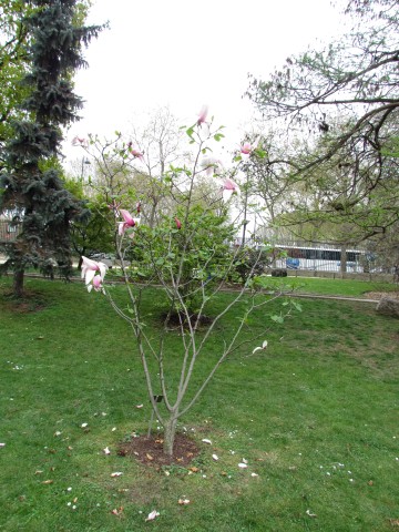 Magnolia spp ParisMagnoliaStarWars2.JPG