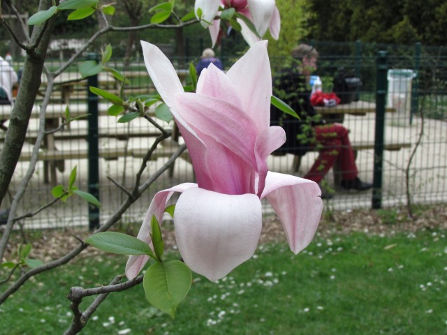 Magnolia spp ParisMagnoliaStarWarsFlower1.JPG