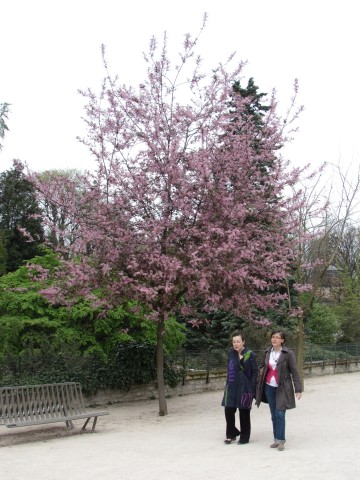 Prunus padus ParisPrunusPadus2.JPG