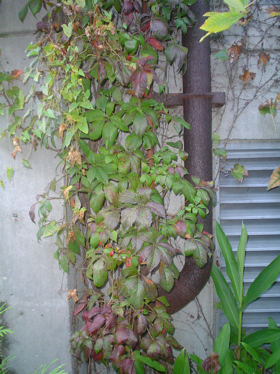 Picture of Parthenocissus quinquefolia  Virginia Creeper