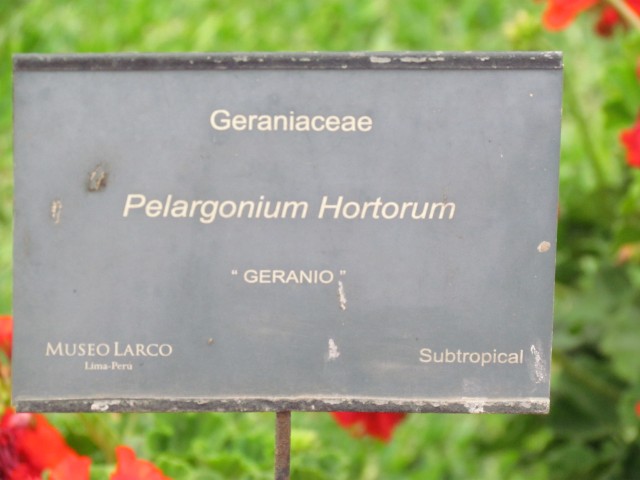 Pelargonum x hortorum PelargoniumHortorumGeranioSignPeru.JPG