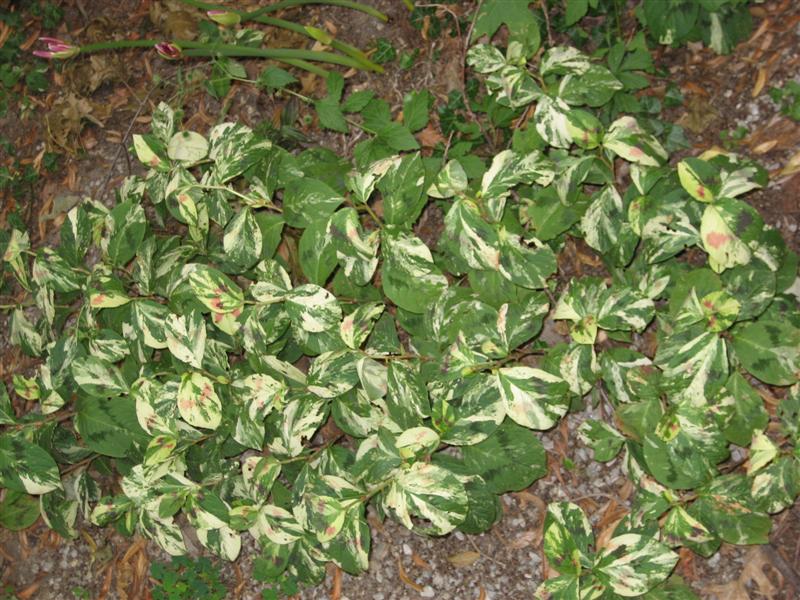 Persicaria virginiana Persicaria_plant.JPG