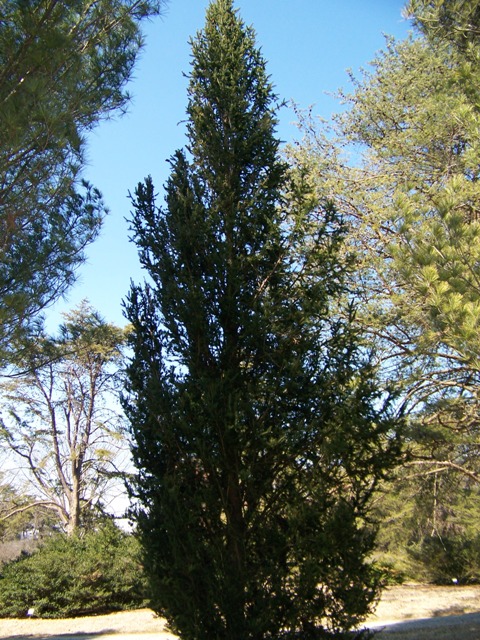 Picture of Picea%20abies%20'Cupressina'%20Cupressina%20Norway%20Spruce