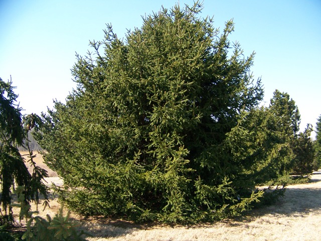 Picea abies PiceaabiesSherwoodii.JPG