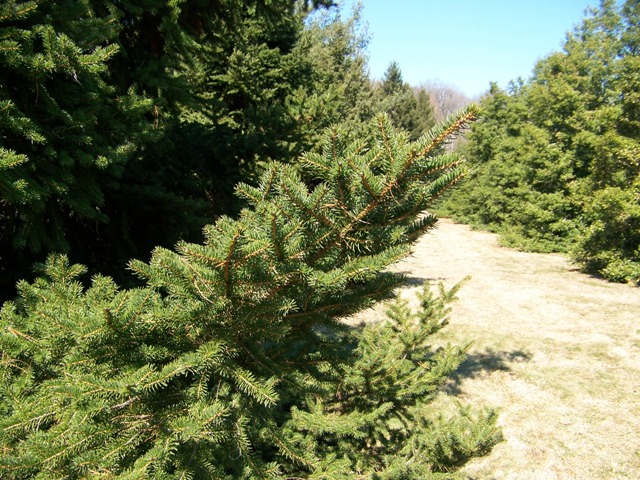 Picea torano Piceatoranobranching.JPG