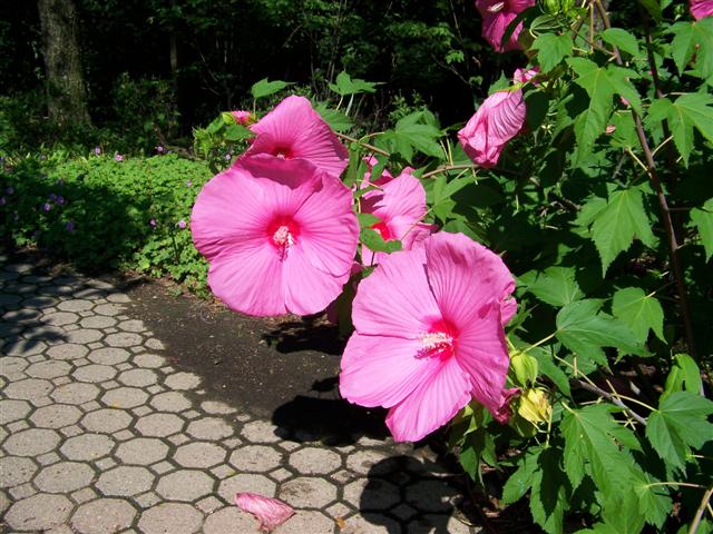 Picture of Hibiscus%20%20'Pink%20Cloud'%20Pink%20Cloud%20Rose%20Mallow