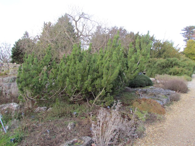 Pinus mugo PinusMugoMountainPineFull2.JPG