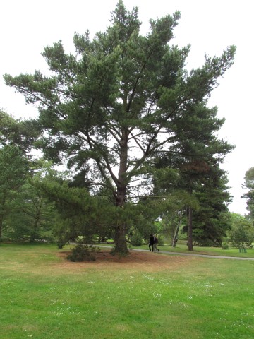 Pinus radiata PinusRadiataKewFull1.JPG