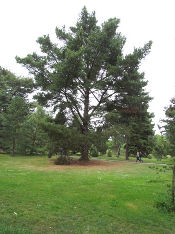 Pinus radiata PinusRadiataKewFull2.JPG
