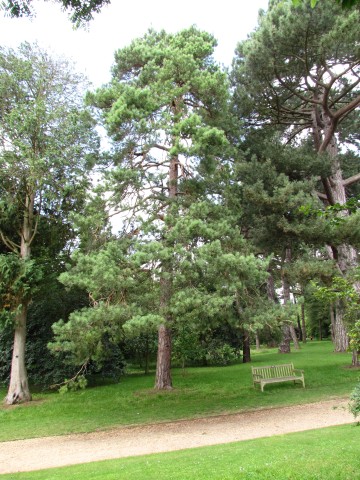 Pinus sylvestris PinusSylvestrisScotsPineCUBG2.JPG