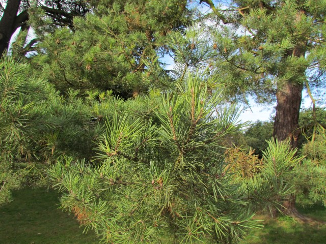 Pinus sylvestris PinusSylvestrisScotsPineDetail.JPG
