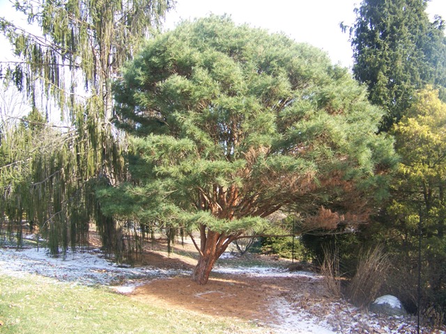 Picture of Pinus%20densiflora%20'Umbraculifera'%20Tanyosho%20Pine