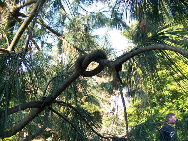 Picture of Pinus%20flexilis%20%20Limber%20Pine