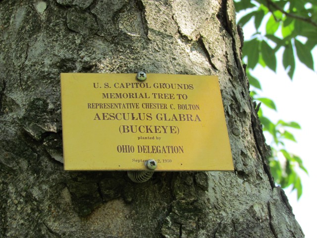 Aesculus glabra PlantLegacyAesculusGlabraSign.JPG