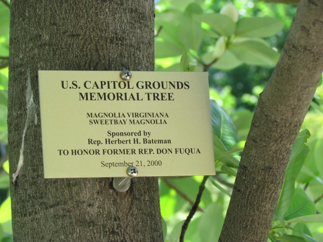 Magnolia virginiana PlantLegacyMagnoliaVirginianaCapitolBuildingSign.JPG
