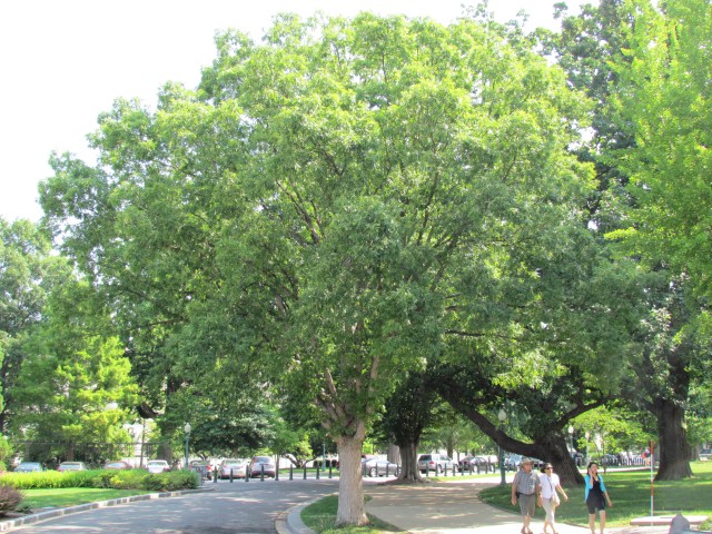 Quercus alba PlantLegacyQuercusAlbaGlennBeallMaryland2.JPG