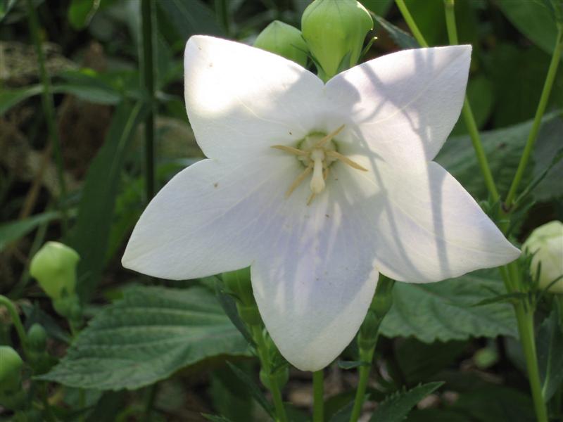 Platycodon grandiflorus Platycodon_grandiflora_white_flower.JPG