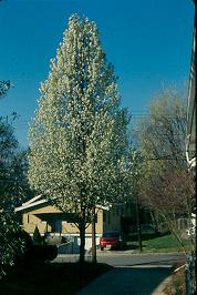 Picture of Pyrus%20calleryana%20'Cleveland%20Select'%20Cleveland%20Select%20Pear